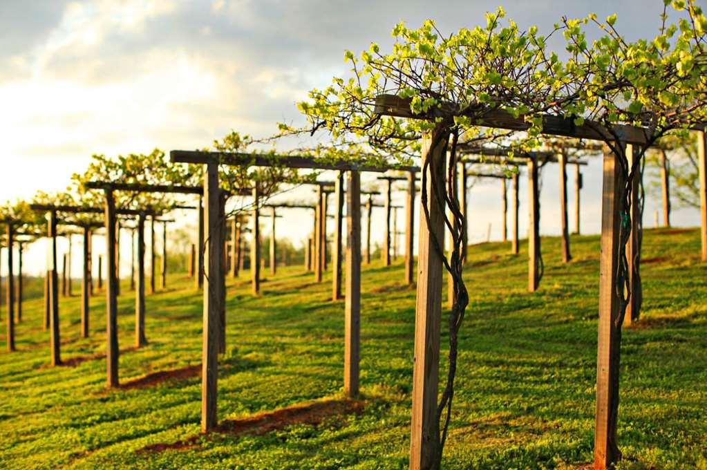 בראסלטון Chateau Elan Winery מראה חיצוני תמונה